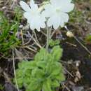 Plancia ëd Primula buryana I. B. Balf.