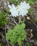 Plancia ëd Primula buryana I. B. Balf.