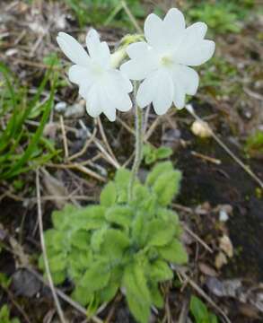 Image of Primula buryana I. B. Balf.