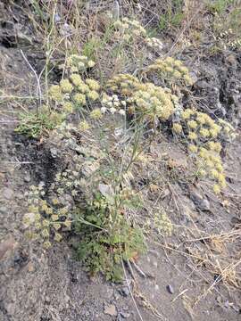 Image of Astrodaucus littoralis (Bieb.) Drude