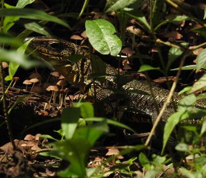 صورة Tupinambis cuzcoensis Murphy, Jowers, Lehtinen, Charles, Colli, Peres Jr., Hendry & Pyron 2016