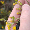 Image of Senecio chiquianensis Cabrera