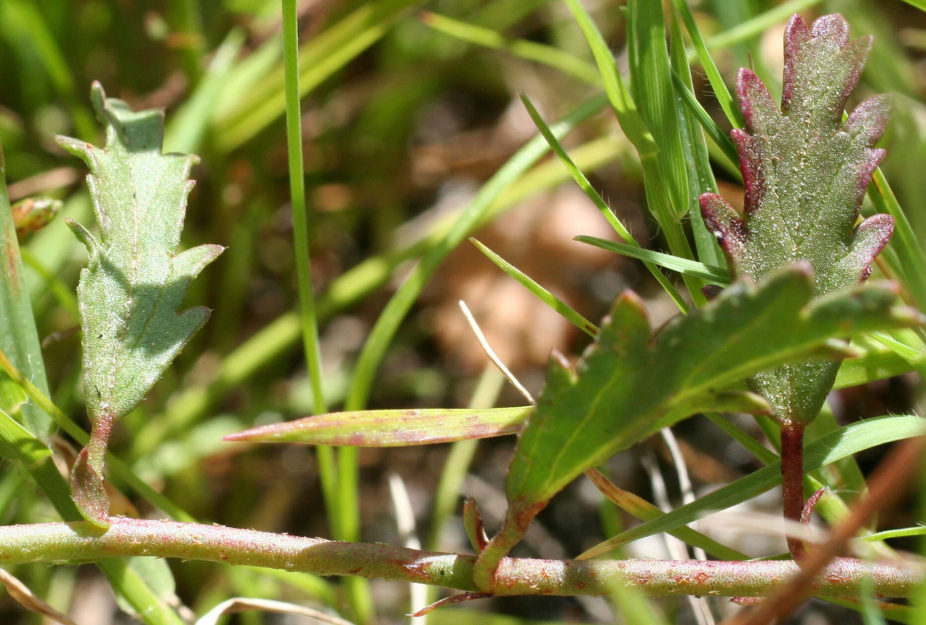 Image of Hermannia procumbens subsp. procumbens