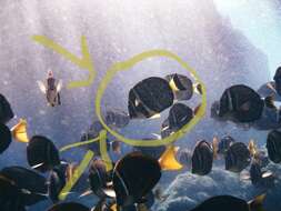 Image of Mustard Surgeonfish