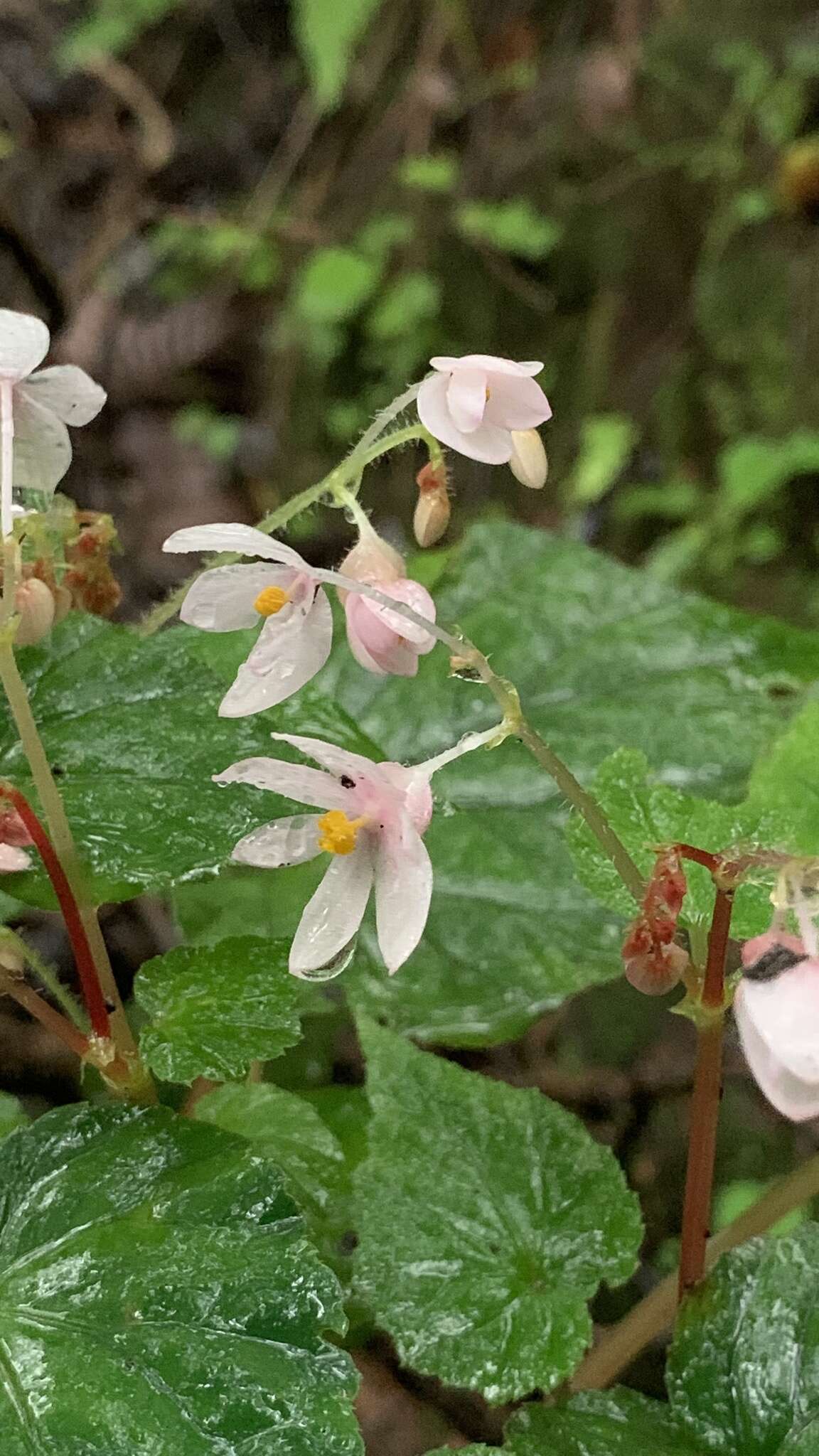 Image of Begonia crenata Dryand.