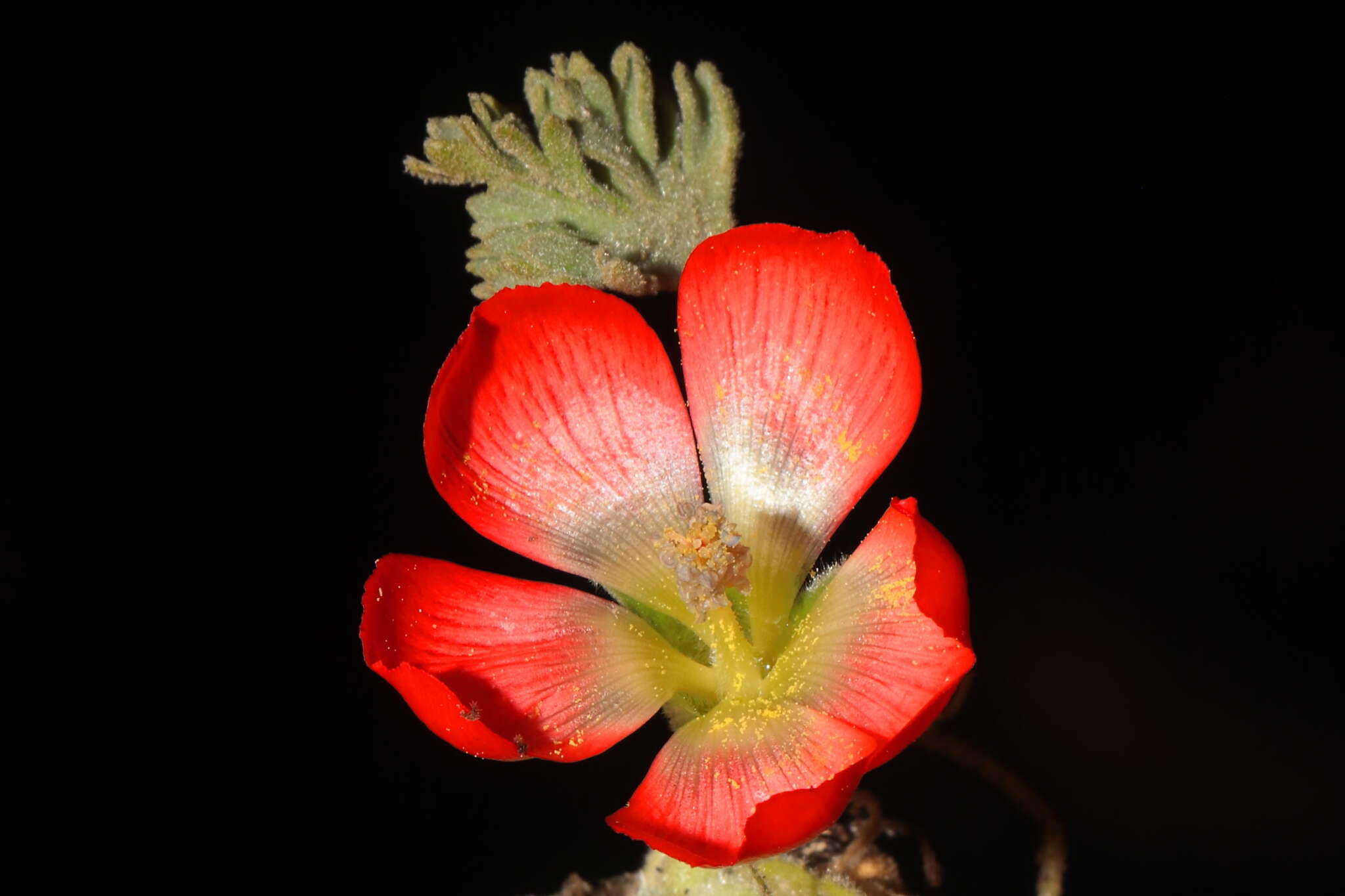 Image of Nototriche coccinea A. W. Hill