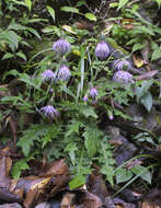 Plancia ëd Cirsium tashiroi Kitam.