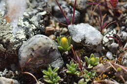 Imagem de Myosotis uniflora Hook. fil.