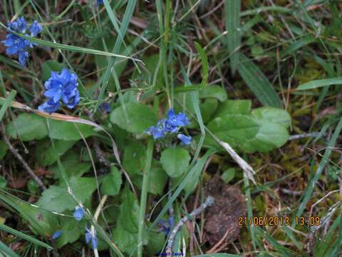 Image of Veronica tenuifolia Asso