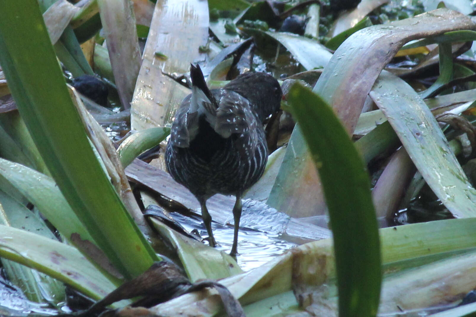 Image of Australian Crake