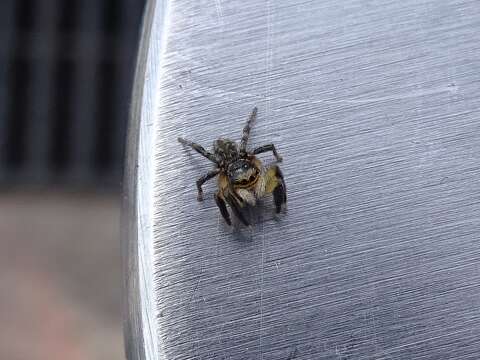 Image of Euophrys sulphurea (L. Koch 1867)