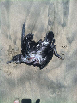 Image of Sooty Shearwater