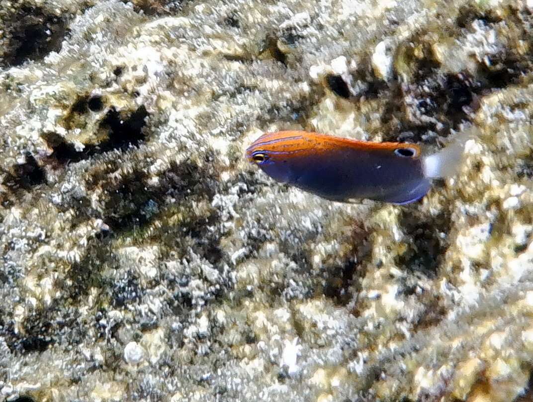 Image of Speckled damsel