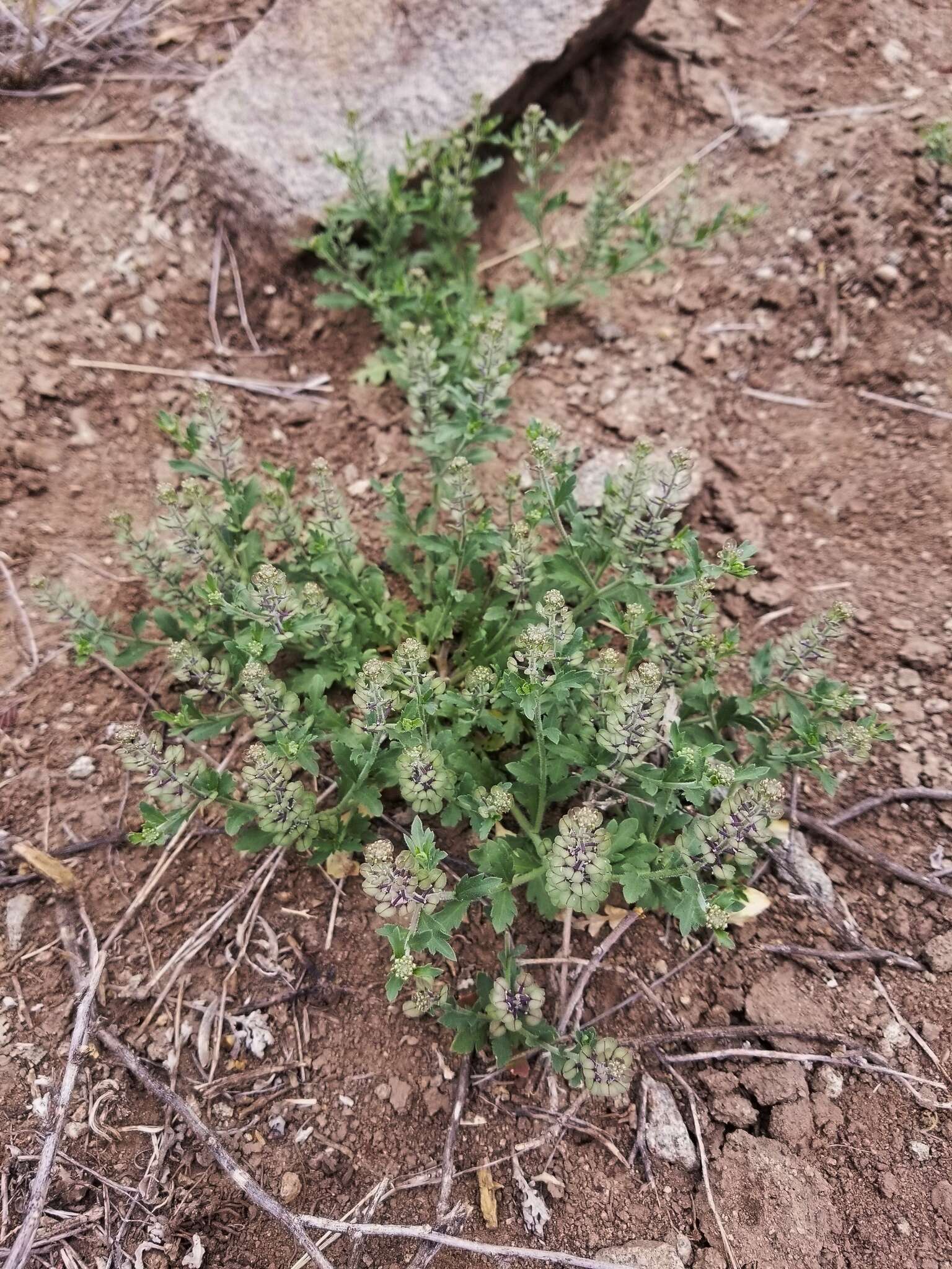 Image of Wright's pepperweed