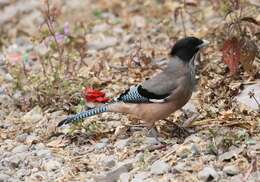 Image of Black-headed Jay