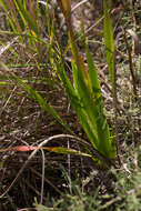 Слика од Watsonia spectabilis Schinz