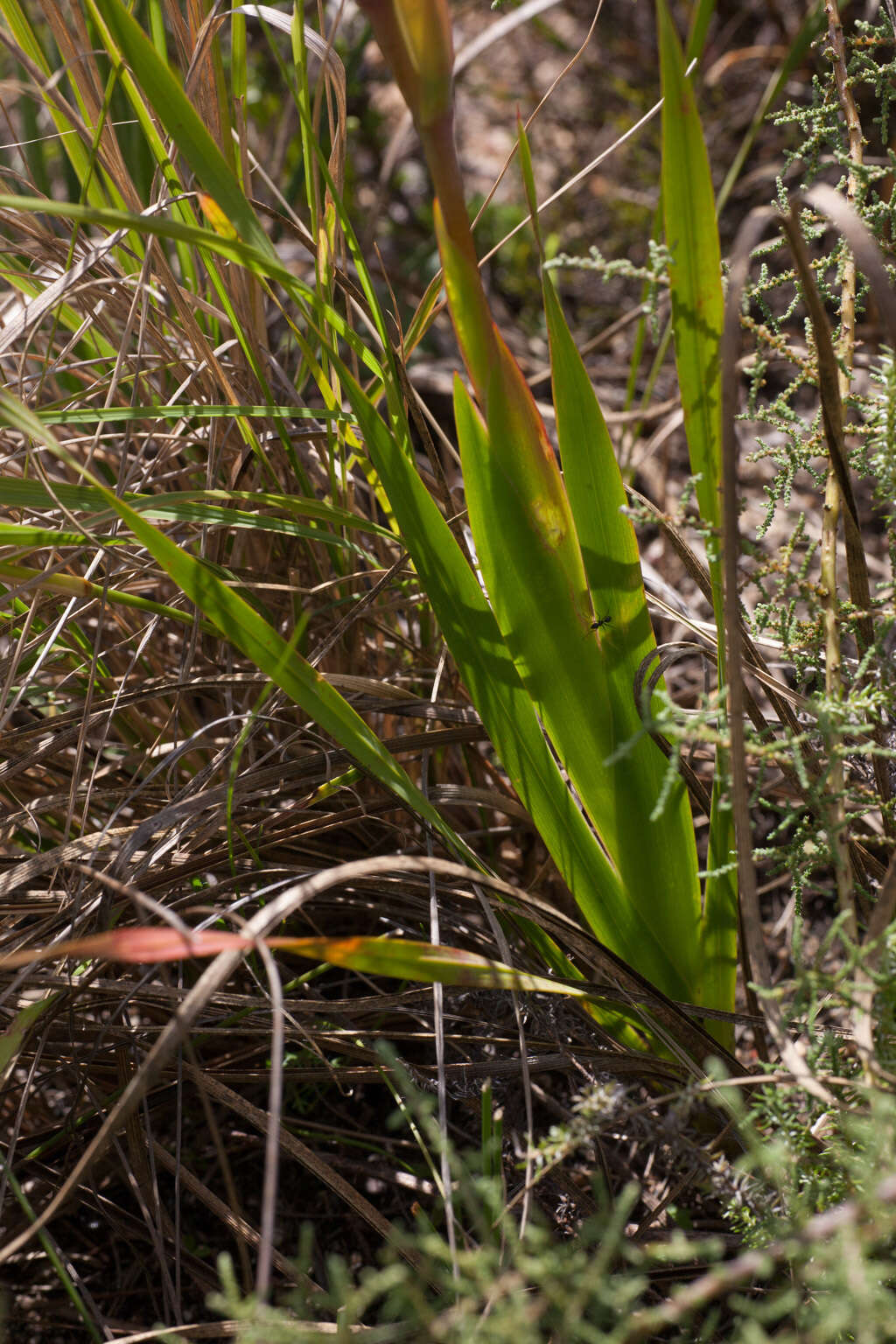 Слика од Watsonia spectabilis Schinz