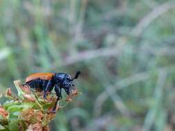 Image de <i>Labidostomis taxicornis</i>