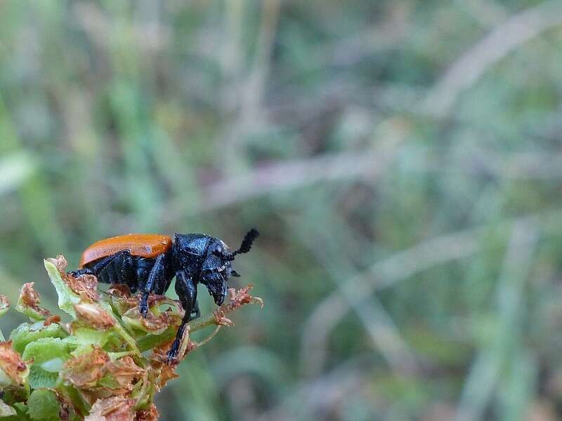 Imagem de <i>Labidostomis taxicornis</i>