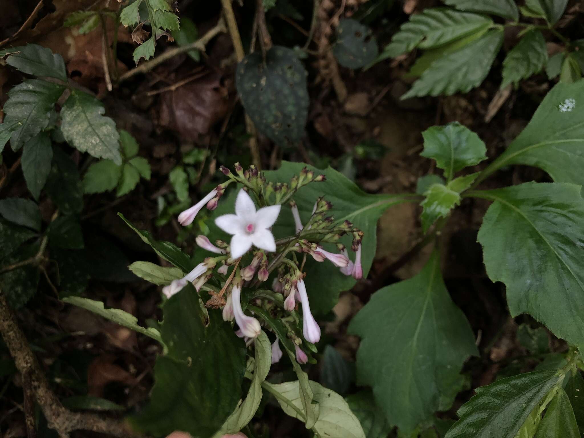 Plancia ëd Ophiorrhiza japonica Blume