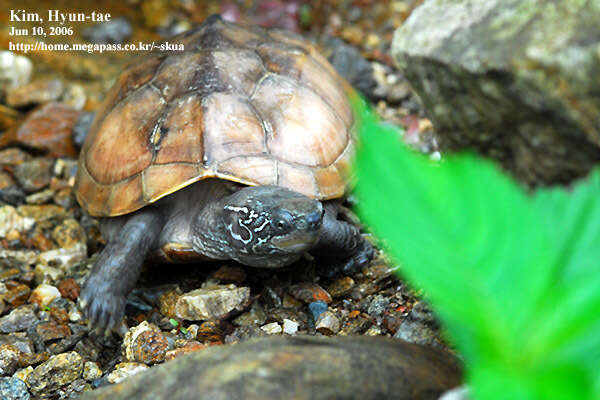 Image of Chinese Pond Turtle