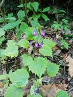 Sivun Salvia acerifolia B. L. Turner kuva