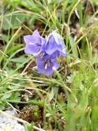 Image of Campanula orbelica Pancic