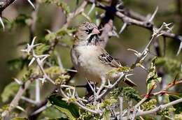 Image de Sporopipes Cabanis 1847