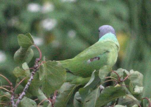 Image of Slaty-headed Parakeet