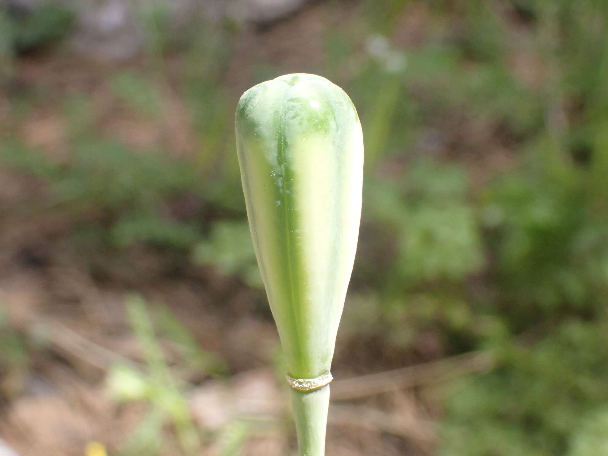 Image of Fritillaria sibthorpiana (Sm.) Baker