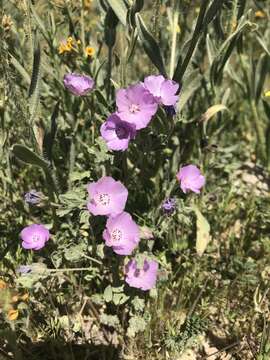 Image of Parry's mallow