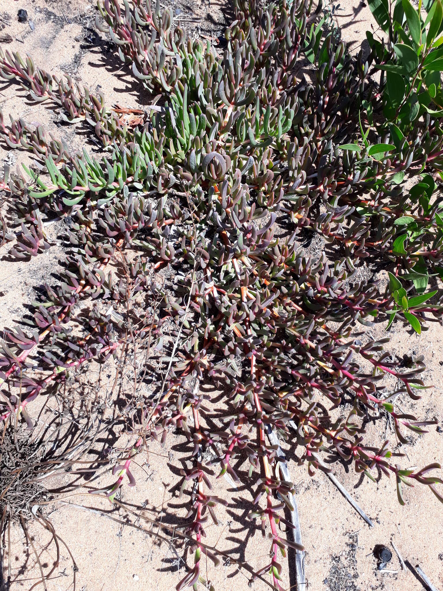 Plancia ëd Carpobrotus muirii (L. Bol.) L. Bol.