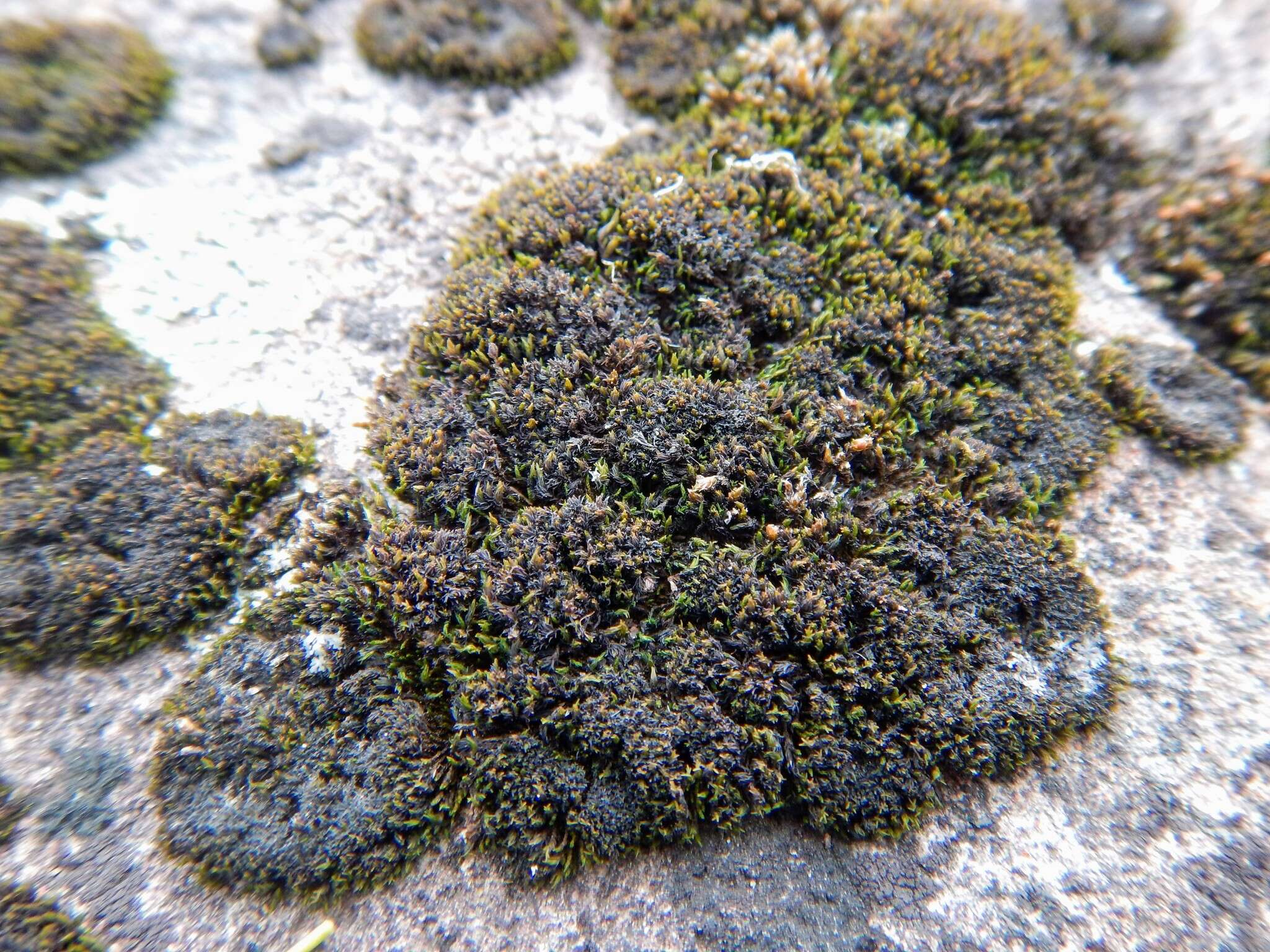 Image of onecolor dry rock moss