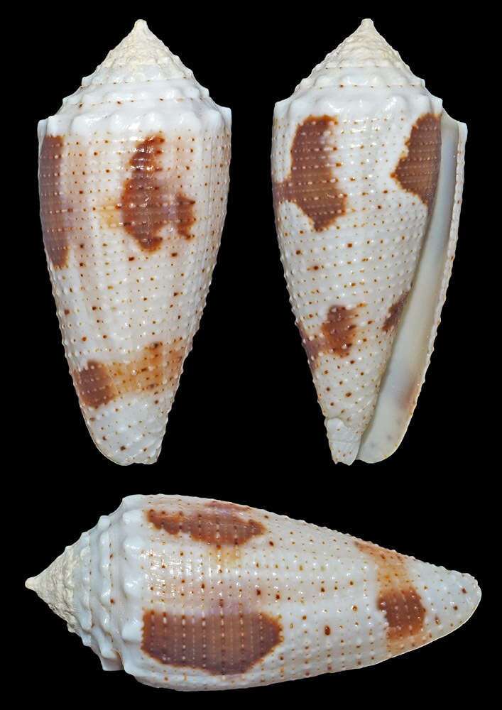 Image of Conus varius Linnaeus 1758