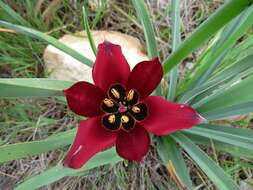 Image of Cyprus tulip