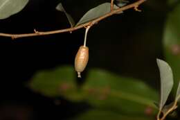 Image of Elaeagnus conferta Roxb.