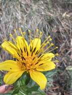 صورة Bidens cosmoides (A. Gray) Sherff