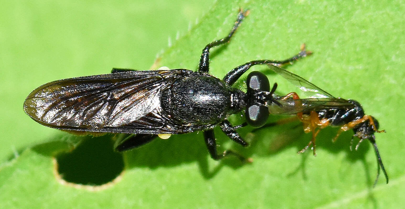 Image of Lampria bicolor (Wiedemann 1828)