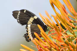 Image of Papilio garamas Geyer 1829