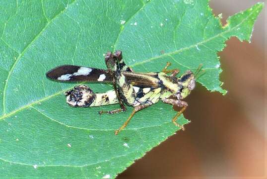 Imagem de Erianthus serratus Ingrisch & F. M. H. Willemse 1988