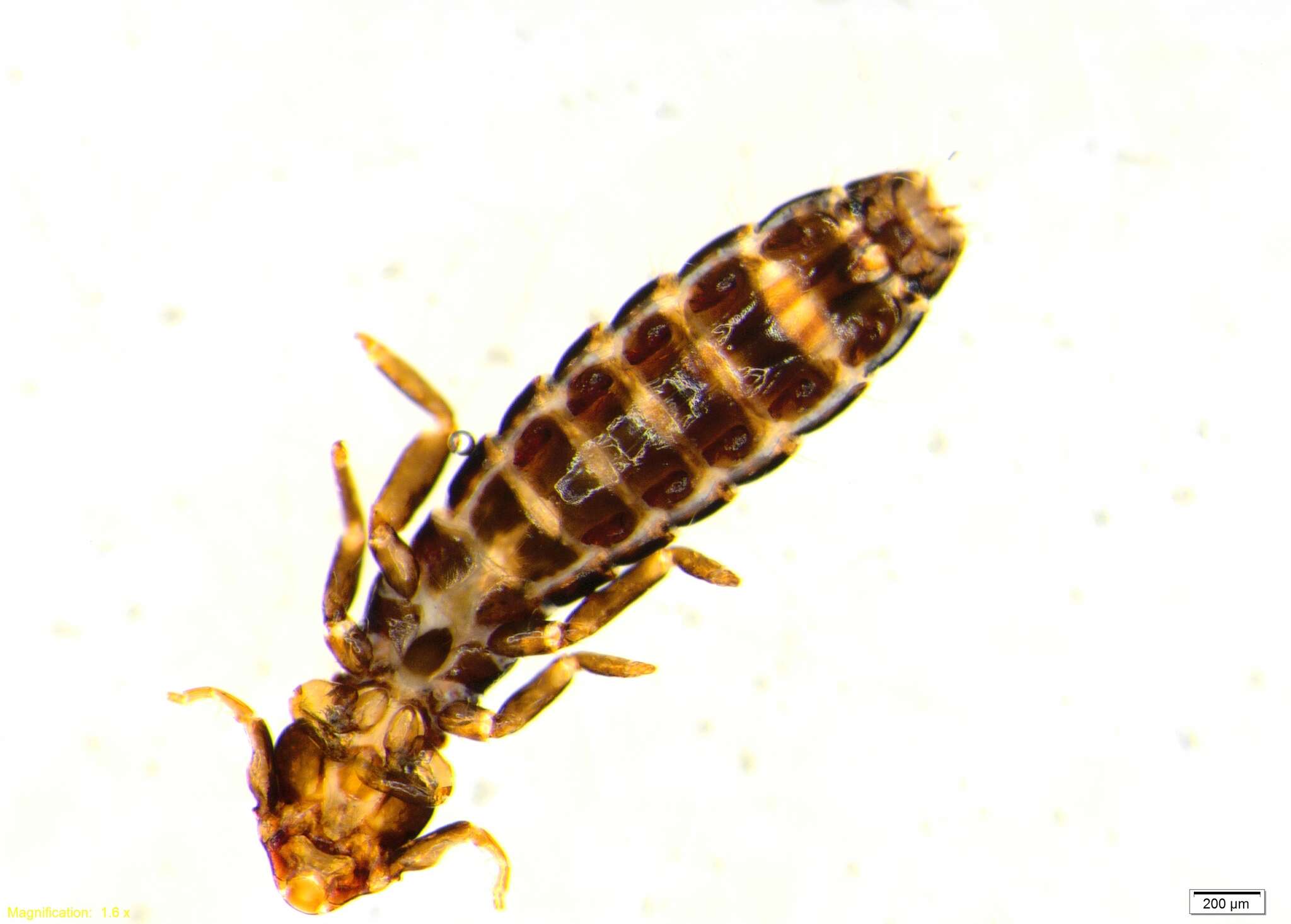 Image of Pectinopygus varius Timmermann 1964