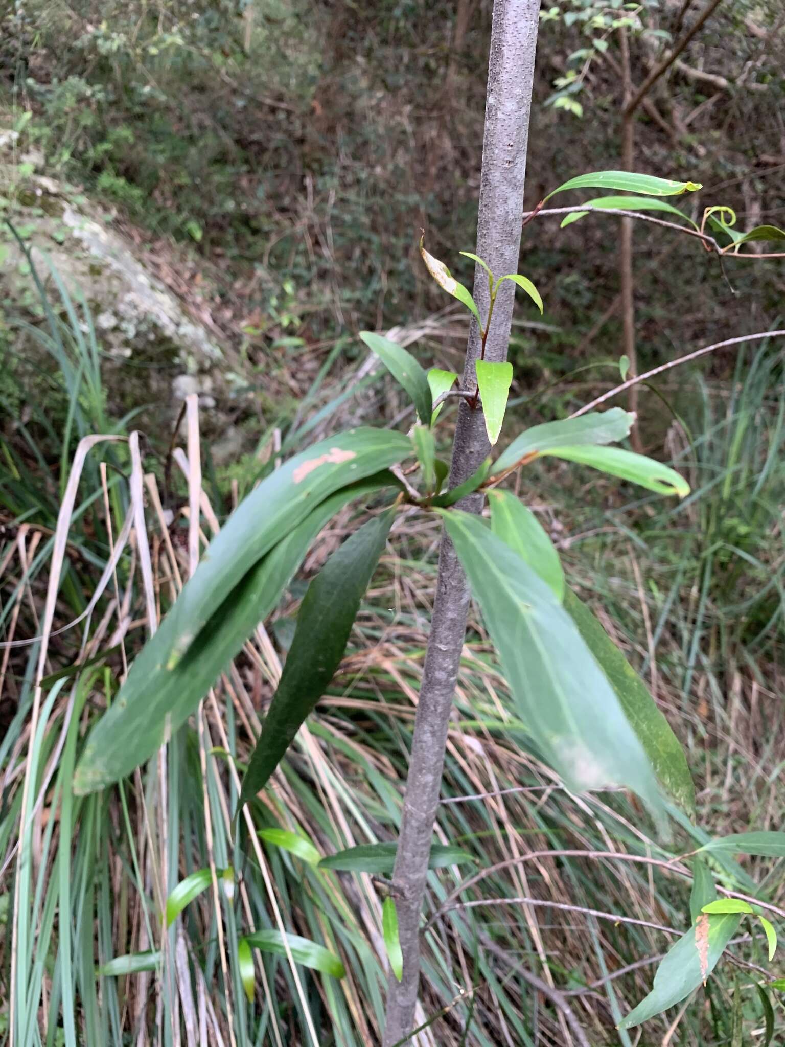 Image of Stenocarpus salignus R. Br.