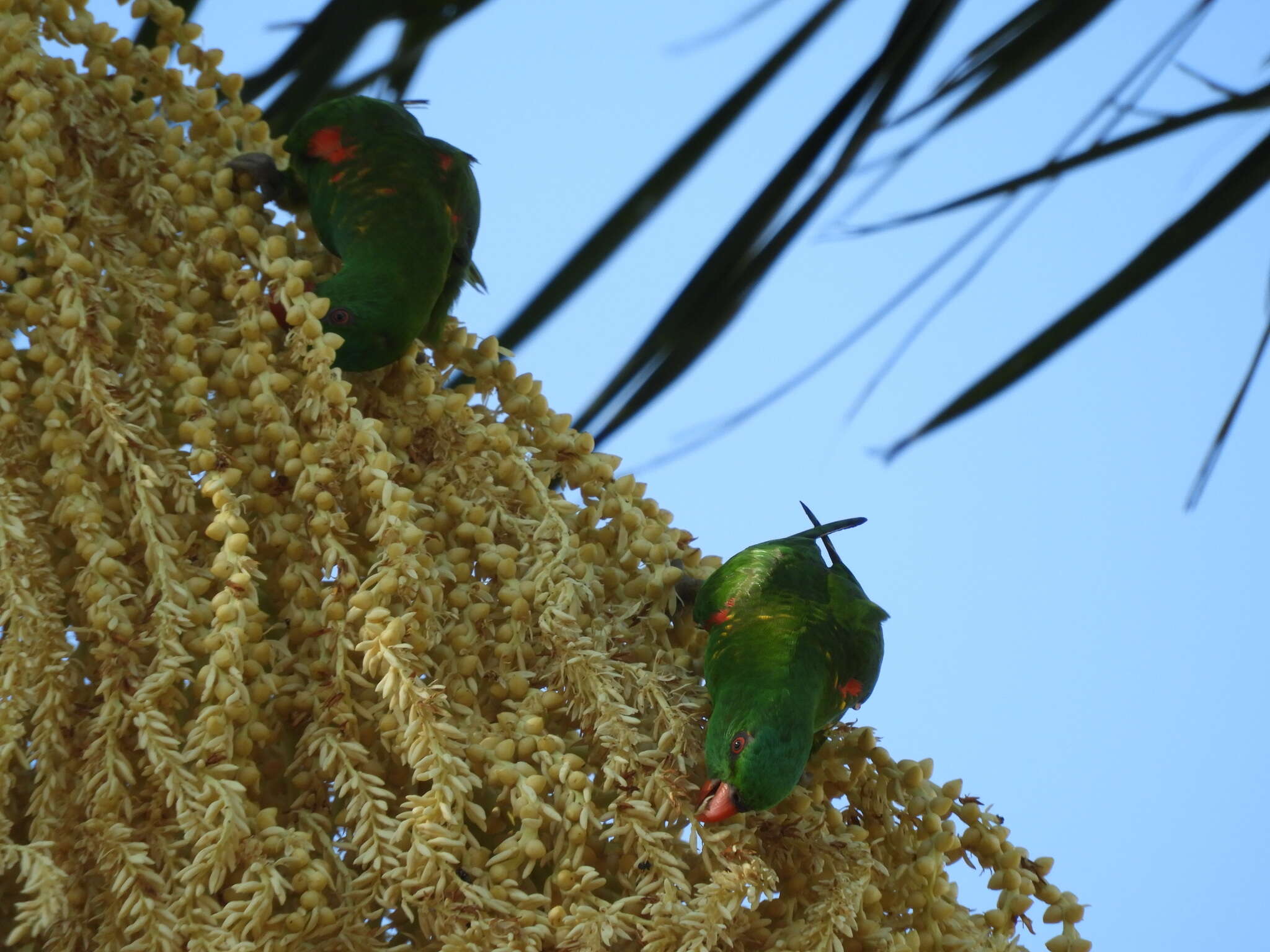 صورة Trichoglossus chlorolepidotus (Kuhl 1820)