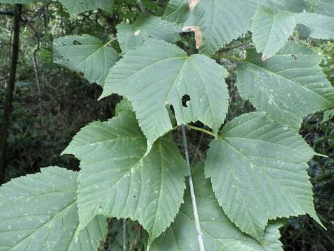 Image of Grey-budded snake-bark-maple