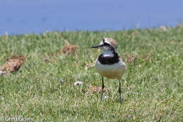 Charadrius thoracicus (Richmond 1896) resmi