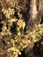 Image of Lopholaena coriifolia (Sond.) Phillips & C. A. Smith