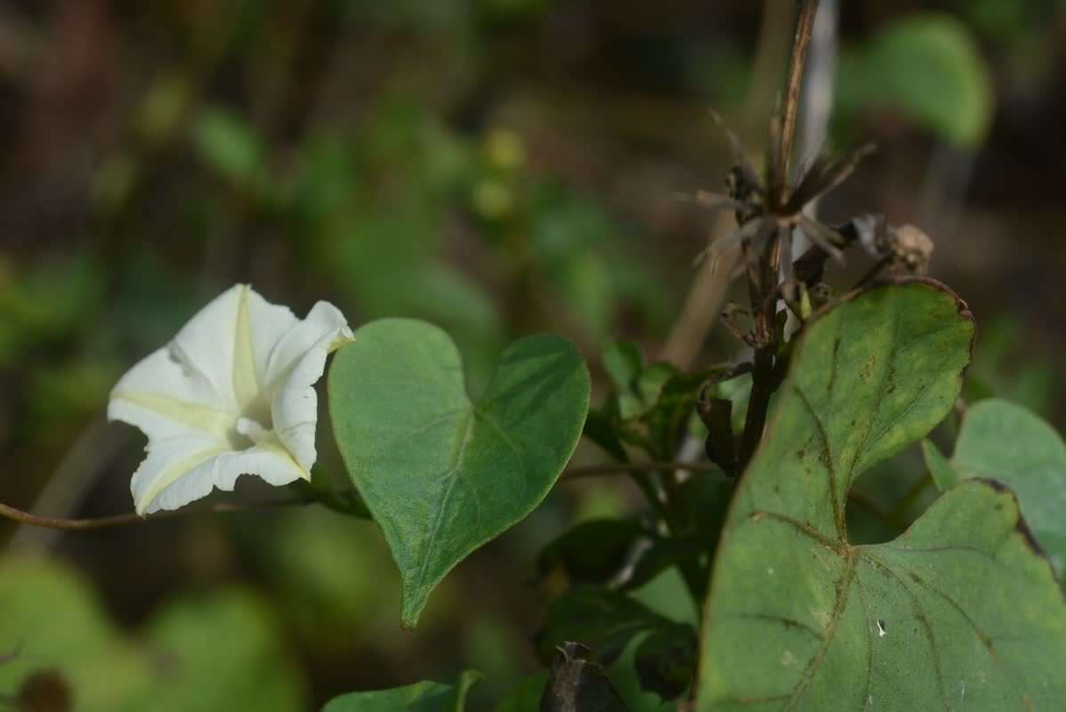 Image of Obscure Morning Glory