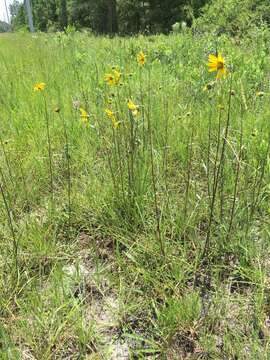 Sivun Helianthus carnosus Small kuva