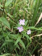 Imagem de Epilobium brevifolium subsp. trichoneurum (Hausskn.) Raven