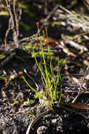 Image of Schizaea tenella Kaulf.